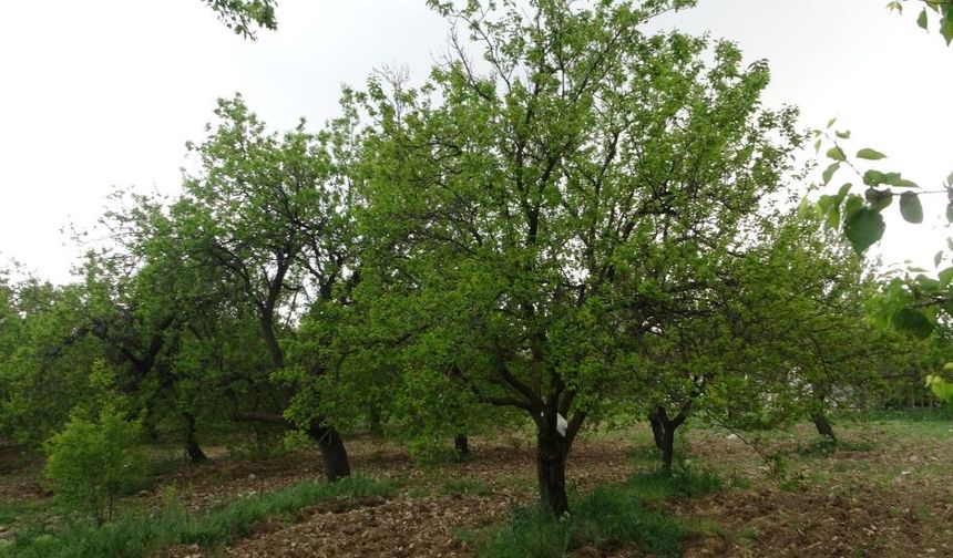 Malatya'da kayısı ağaçları yeniden yeşerdi