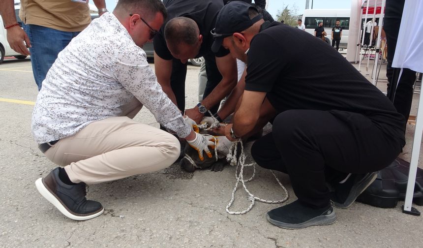 Malatya’da Pitbull Kabusu: Kalabalığa Saldırdı, 1 Kişi Yaralandı