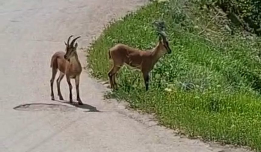 Akçadağ, Arapgir, Pütürge, Doğanşehir’den sonra Darende ortaya çıktı!
