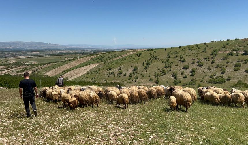 Malatya’da zorlu yayla göçü başladı!