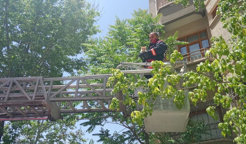 İtfaiyenin kedi mesaisi başladı!