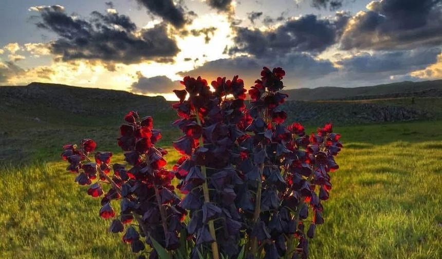 Doğanşehir’in dağları artık daha süslü!