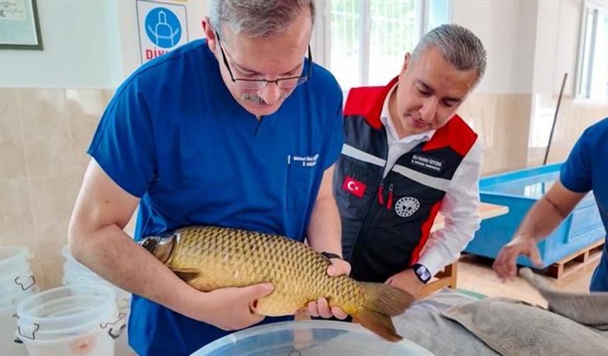Adana'da sazan sağımı başlandı