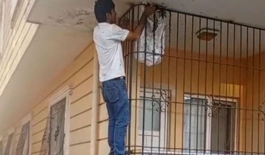 Arılarla Aşk Yaşıyor! 'Öpüyorum, Kokluyorum, Sokmuyorlar'