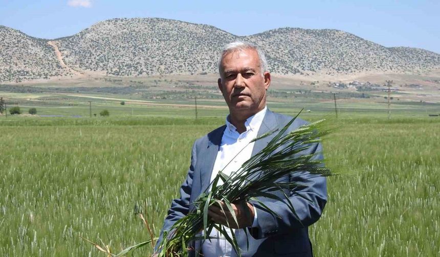 Çiftçinin yüzü güldü:100 bin ton rekolte bekleniyor