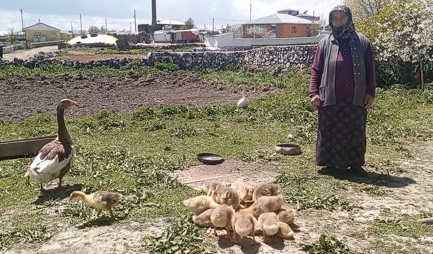 Kars'a Kaz Lezzeti İçin Akın Var: Fiyatlar Altını Solladı