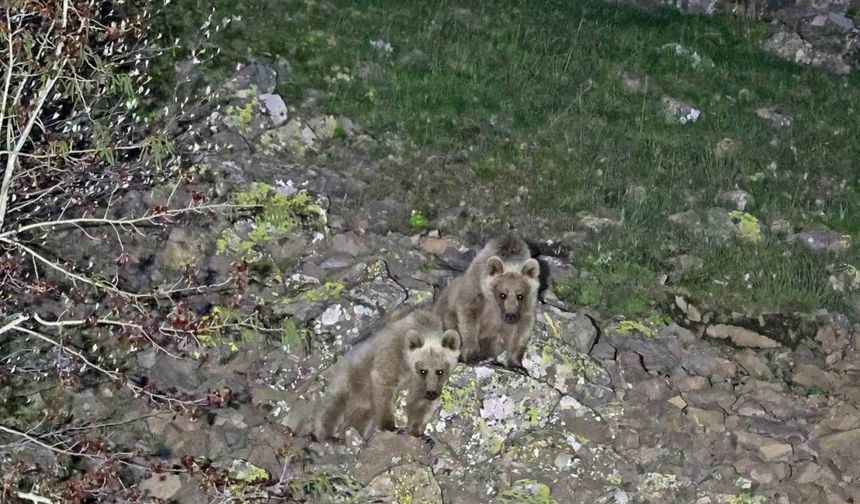 Nemrut Kalderası’nda Doğa Canlandı, Ayılar Maskot Oldu