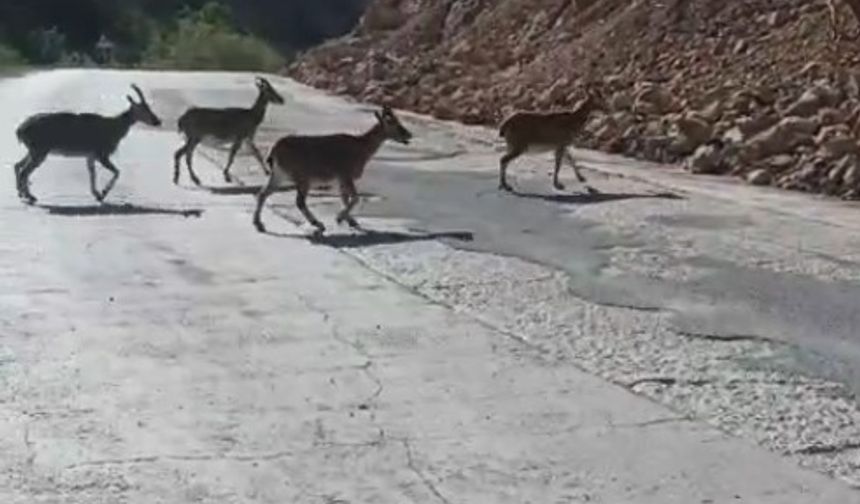 Nesli Tükenme Tehlikesindeki Vaşak Gündüz Görüntülendi!