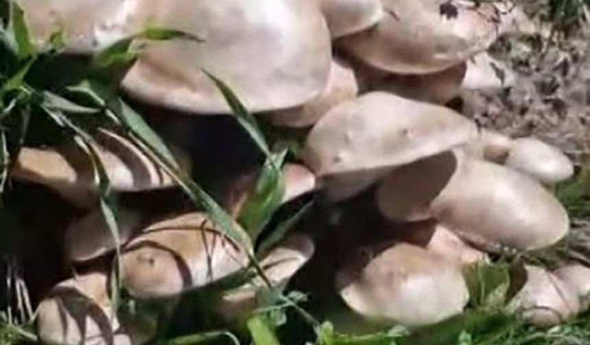 Tunceli'nin Plakası Kadar Mantar Buldu