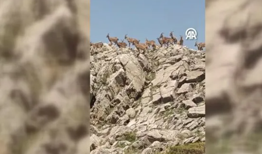 Sürgü'nün kayalıklarında nadir ziyaretçiler!