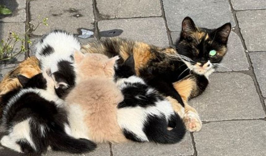 Malatya’da Yavruları Çalınan Kedi 3 Gündür Ağlıyor