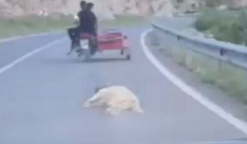 Ölen Köpeğe Eziyetin Bedeli Belli Oldu!