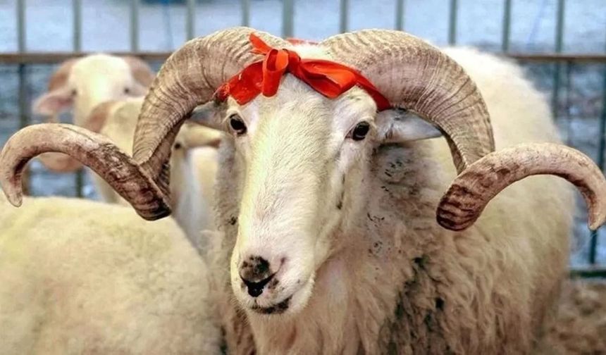 Kurban Bayramı ne zaman? Bayram tatili kaç gün olacak?