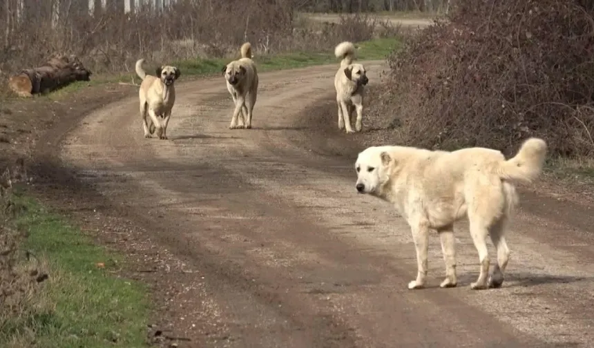 Sivas’ta 700 sokak köpeği toplandı