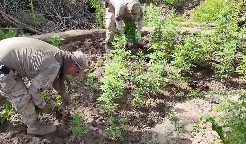 Diyarbakır'da 12 milyon kök yakalandı!