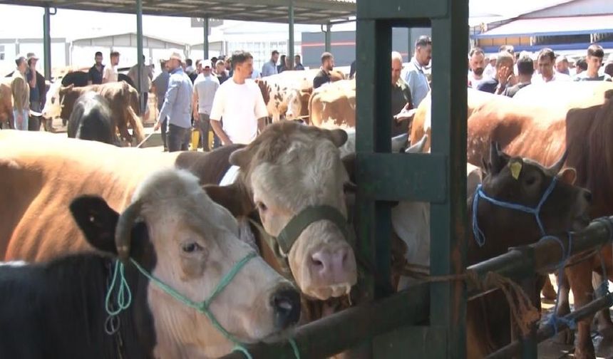 Malatya Canlı Hayvan Pazarı'nda bayram yoğunluğu