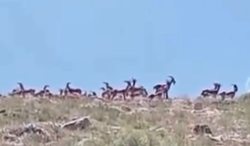 Malatya'da sürü halindeki yaban keçileri görüntülendi