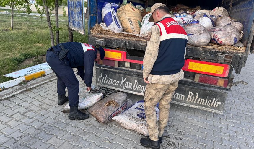 Van’da korkunç olay: 19 ton ölü inci kefali balığı ele geçirildi