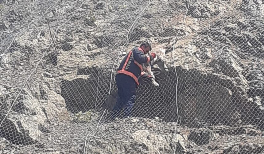 Malatya Büyükşehrin uzun uğraşı hayat kurtardı!