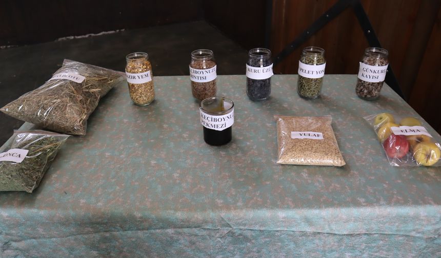 Malatya’da atlar keçiboynuzu, kuru üzüm, kayısı, elma ve özel yemle besleniyor