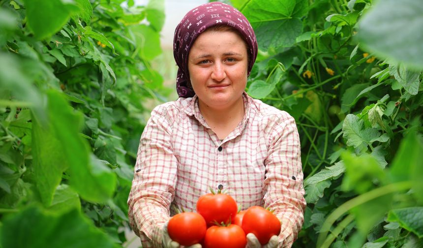 Maraş’ta örtü altı üretimde önemli adım!
