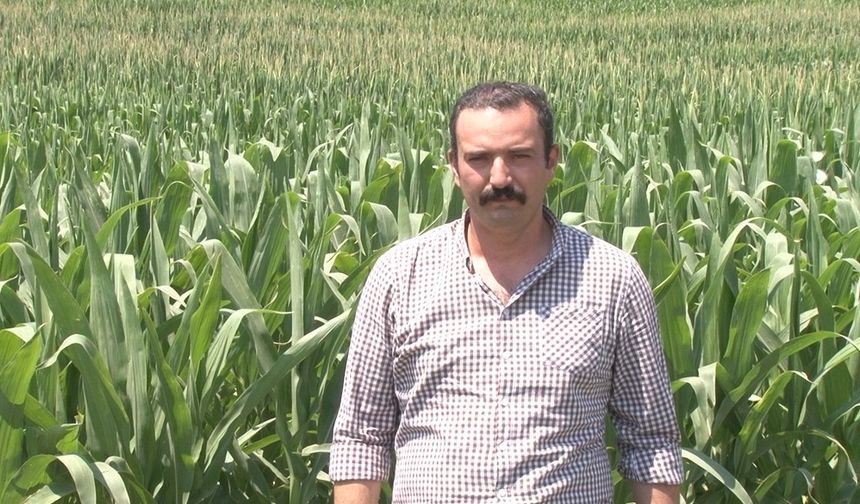 Çiftçiye sıcak hava uyarısı: Hastalık ve zararlılar arttı