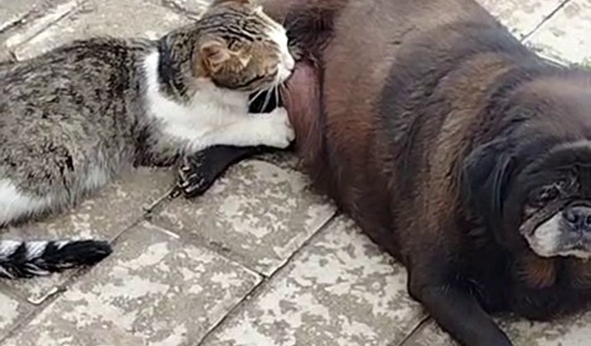 Görenler inanamadı, köpek kediyi sokak ortasında emzirdi