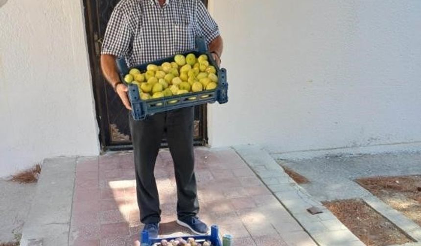 Mut’ta beyaz incir hasadı başladı