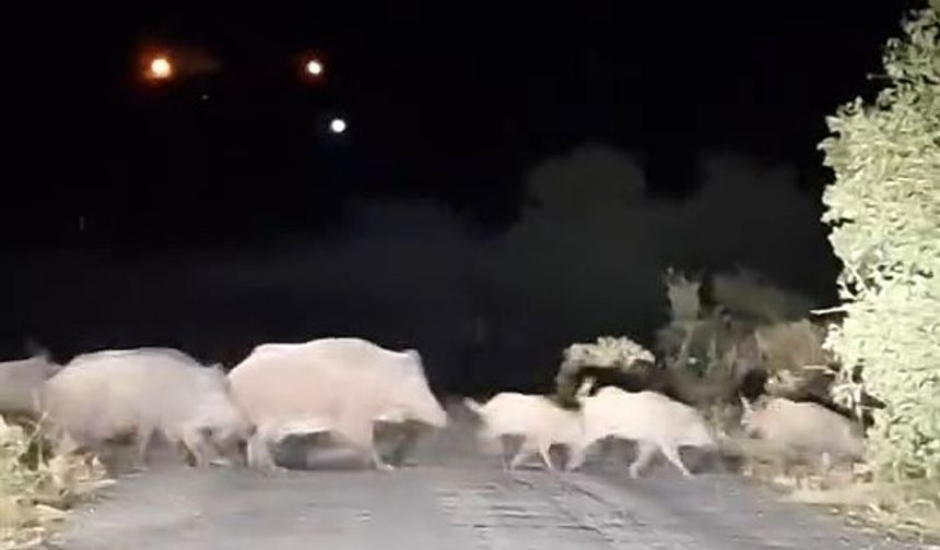 Domuz sürüsü köy yolunda görüntülendi