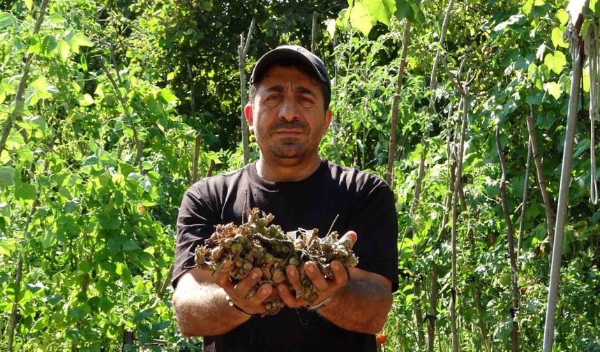 Fındığının çalındığını sandı, kamerada domuz çıktı