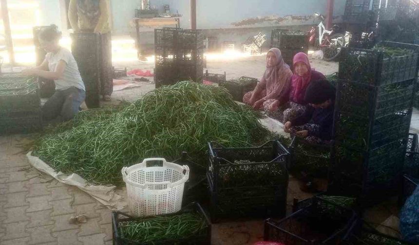 Su sorunu çiftçileri alternatif ürüne yöneltti