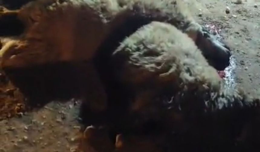 Doğanşehir’de sürü faciası:13 küçükbaş telef oldu!