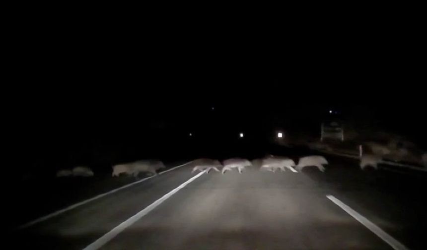 Adıyaman yolunda domuz kabusu!