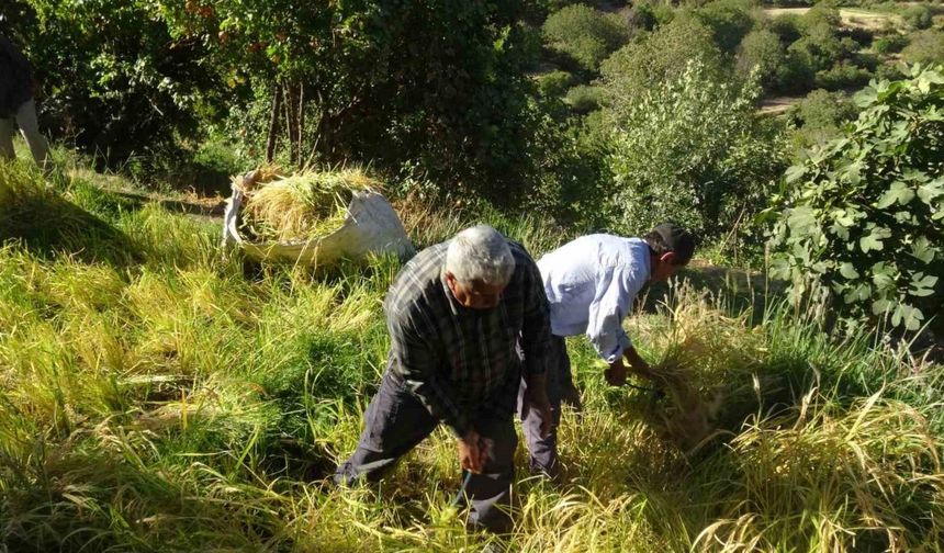 Batman’da asırlardır orakla pirinç hasadı yapılıyor