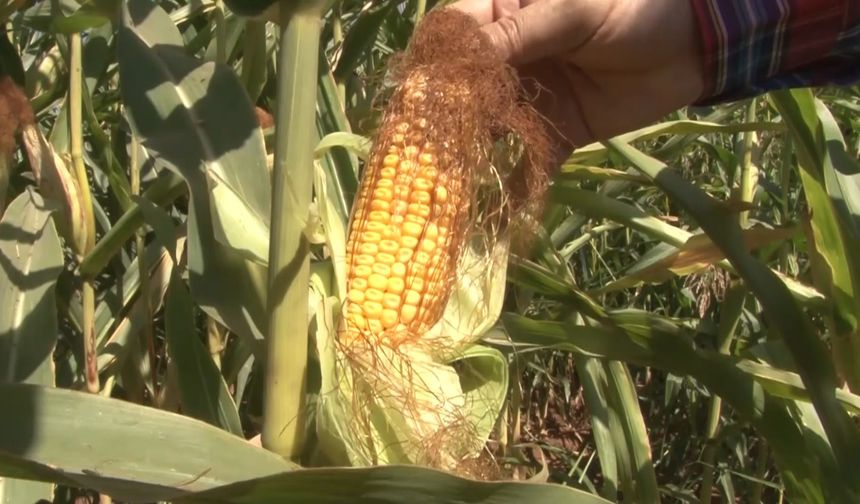 Üretim yöntemini değiştiren çiftçinin tarladan memnun kaldı