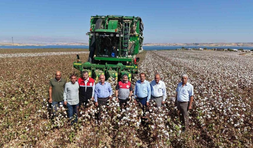 Adıyaman’da Pamuk Hasadı Başladı: 23 Bin 500 Ton Bekleniyor