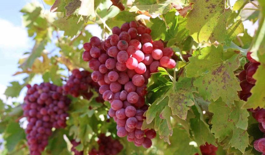Elazığ'da bağ bozumunda rekor: 4 kilo üzüm salkımı