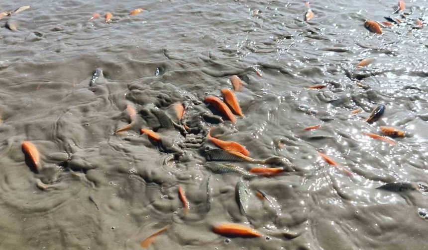 Siirt’te gölet kurudu, balıklar telef oldu