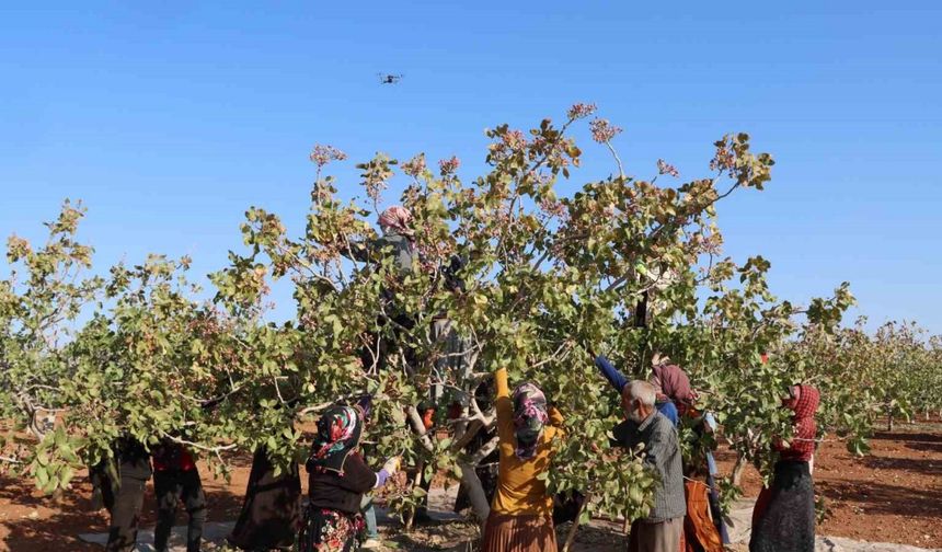 Yok yılı Antep fıstığında kendisini hissettirdi