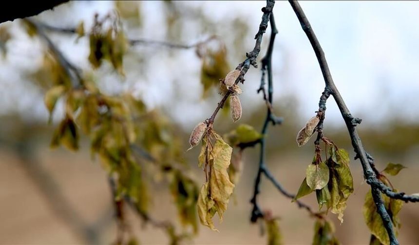 Kayısı ’da Kritik Dönem: Hangi Kayısı Çeşidi Dona Daha Dayanıklı?