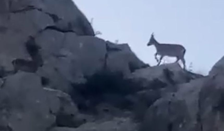 Malatya'da nesli tükenmekte olan yaban keçileri görüldü