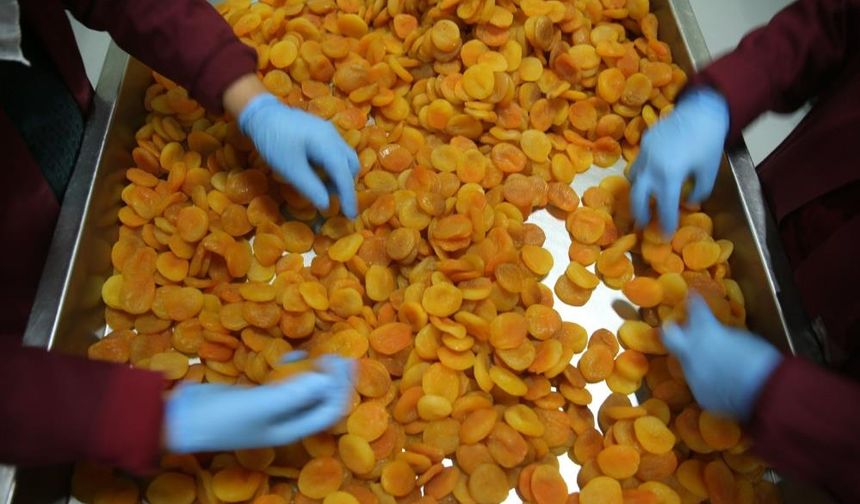 Malatya Kayısısı Krizi Fırsata mı Çevirdi? İhracatta Yeni Hedef Açıklandı