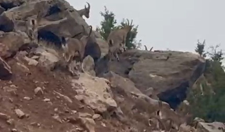 Koruma Altındaki Dağ Keçileri Sürü Halinde Görüntülendi