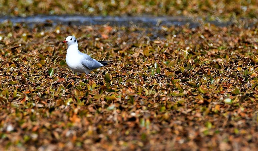 Kars'ta göçmen kuşların konakladığı Asboğa Gölü'nde su 60 metre çekildi