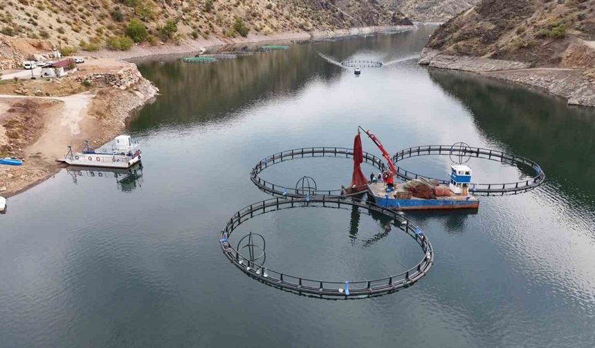 Dünyaya "Mezopotamya somonu" gönderilecek