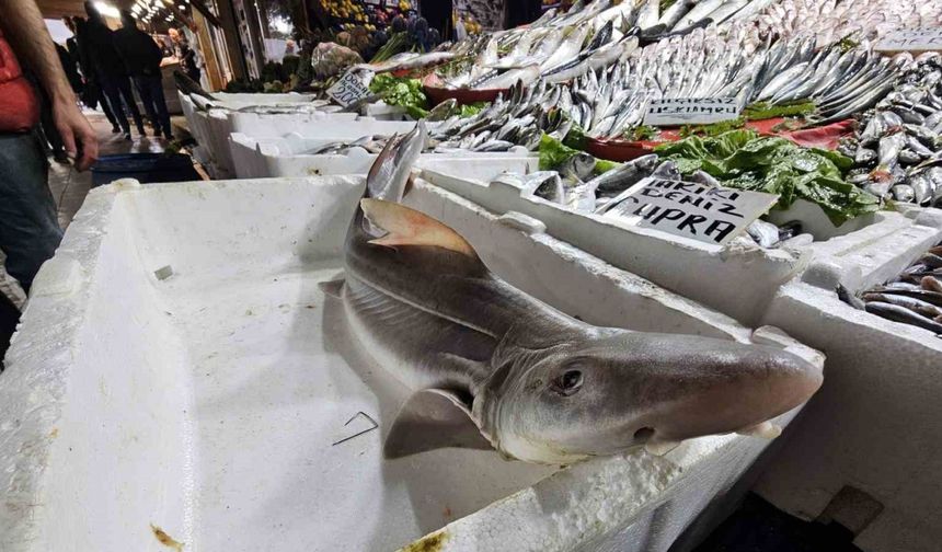 Elazığ’da satışa çıkarılan köpek balığı ilgi odağı oldu