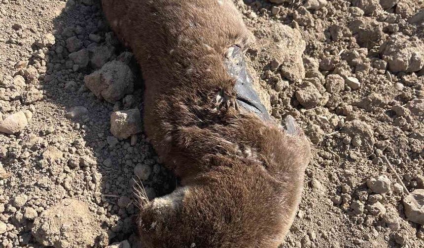 Koruma Altındaki Su Samuru Telef Olmuş Halde Bulundu