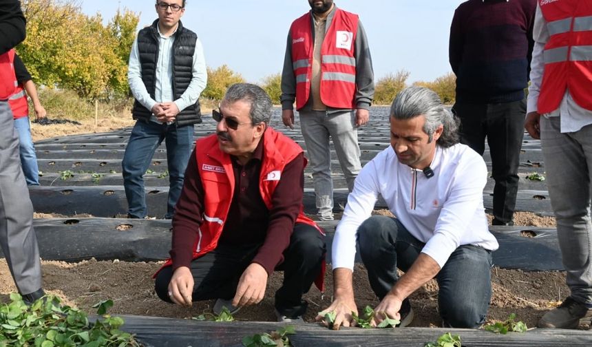 Malatya’da çilek yetiştiriciliğinde hibe destekli proje başladı