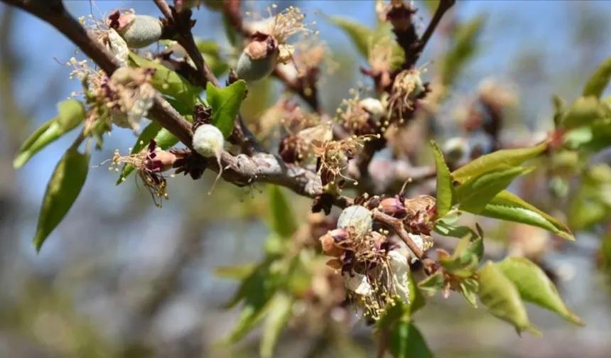 Malatya Kayısısı İçin Kritik 15 Gün Başladı