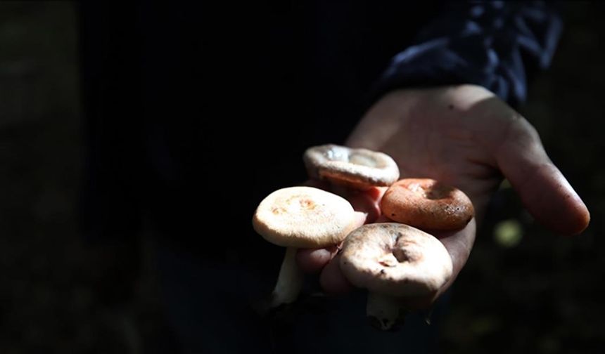 Mantar zehirlenmeleri karaciğer nakline yol açabilir